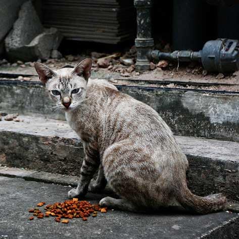 stray cat to house cat