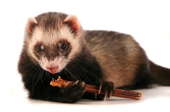 ferret safe toys