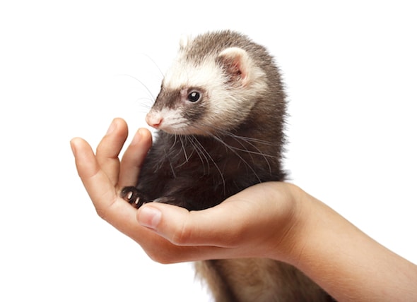 Best Food For Ferrets Chart