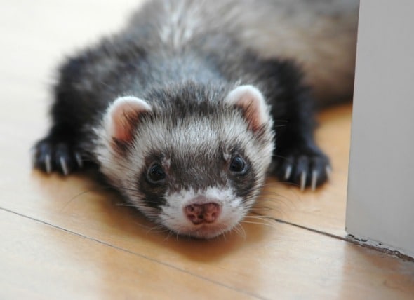 ferret flea medicine