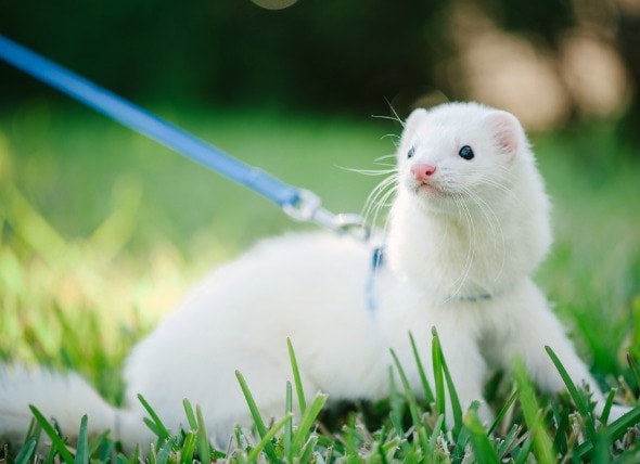 ferret leashes and harnesses