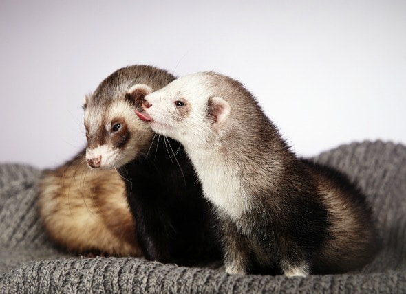 different breeds of ferrets