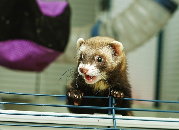 Ferret Stool Chart