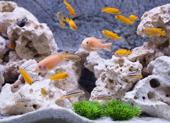 cleaning aquarium decorations