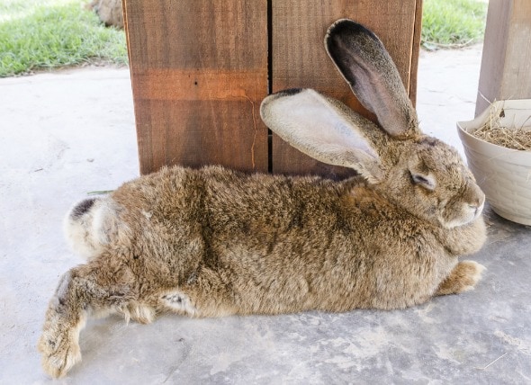 huge fluffy bunny