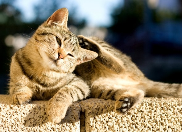 Flea Control In Cats Petmd