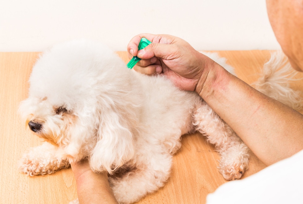 Flea Infestation Guide How to Kill and Get Rid of Fleas PetMD
