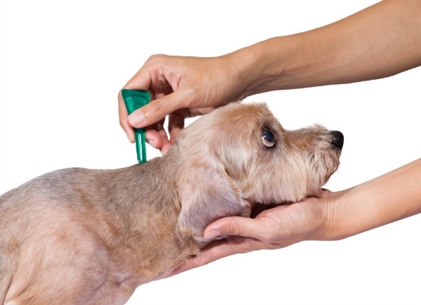 dog itching after flea and tick treatment