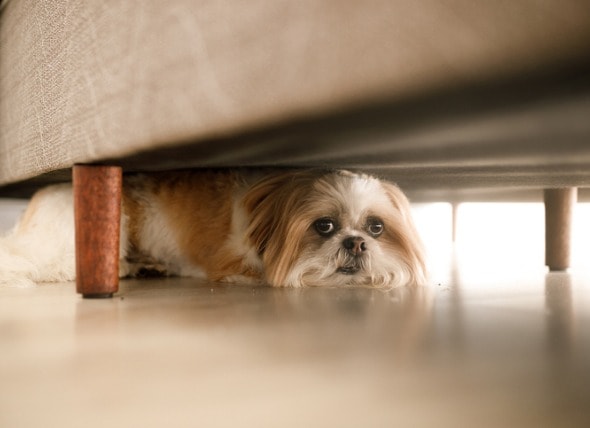 fluffy-dog-hiding-under-sofa.jpg
