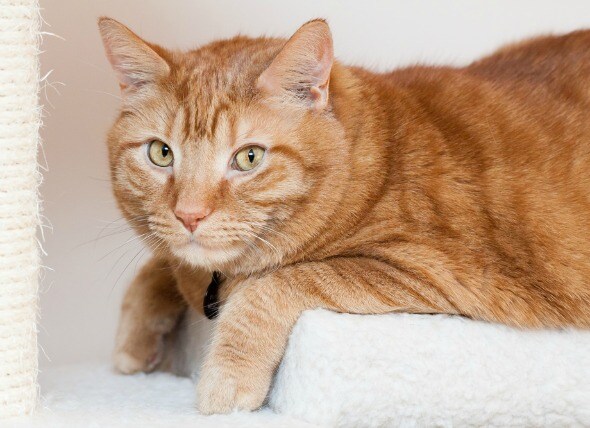 Fluid in Abdomen in Cats | petMD