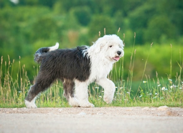 Dog Lymph Node Location Chart