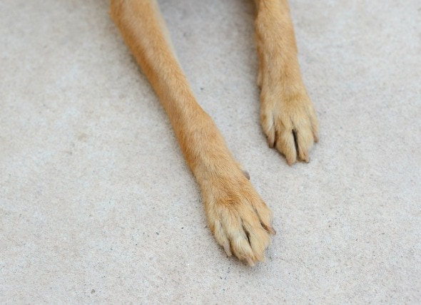 Dog Nail Disorders Paw and Nail Problems in Dogs | PetMD
