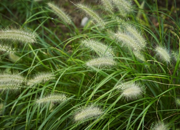 Foxtail plants