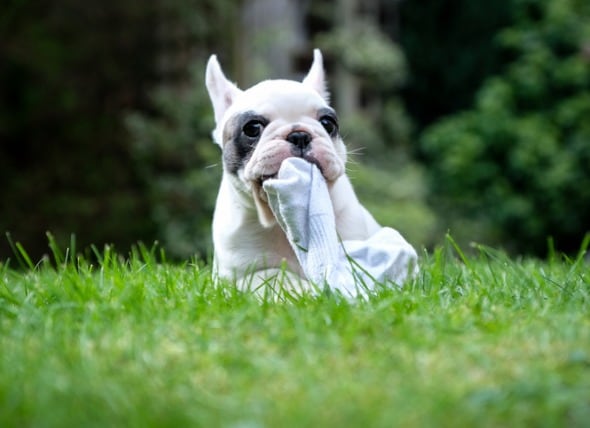french bulldog sitting in grass chewing sock