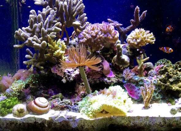 saltwater tank to freshwater