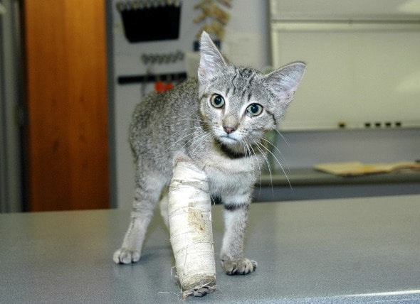 Front Leg Injury in Cats petMD