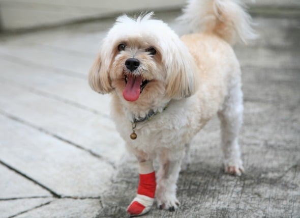puppy injured paw