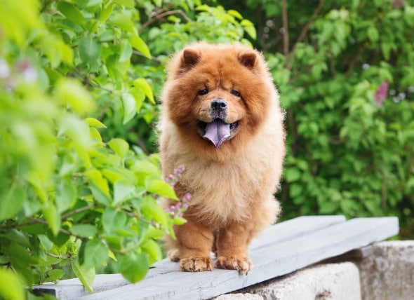 black tongue dog chow