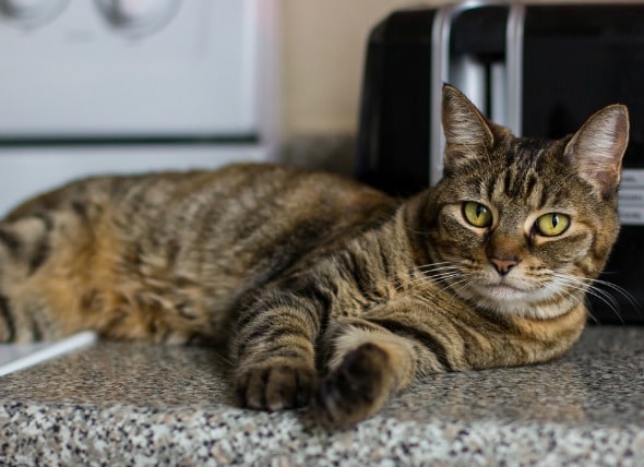 How can i keep my cat off the kitchen counter