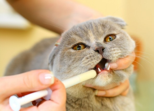 How To Give A Cat Liquid Medicine Orally