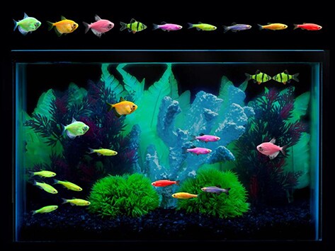 Glofish Compatibility Chart