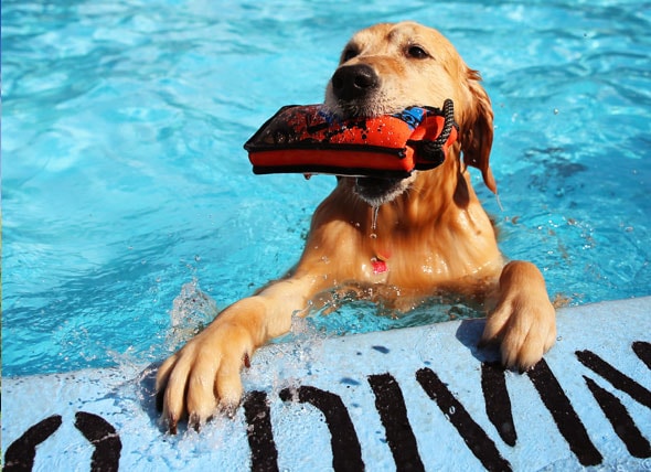 Top 10 Swimming Dog Breeds