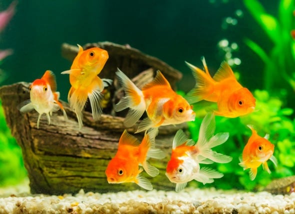 ideal fish for small tank