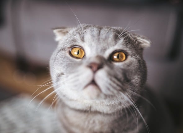 gray scottish fold cat staring into camera