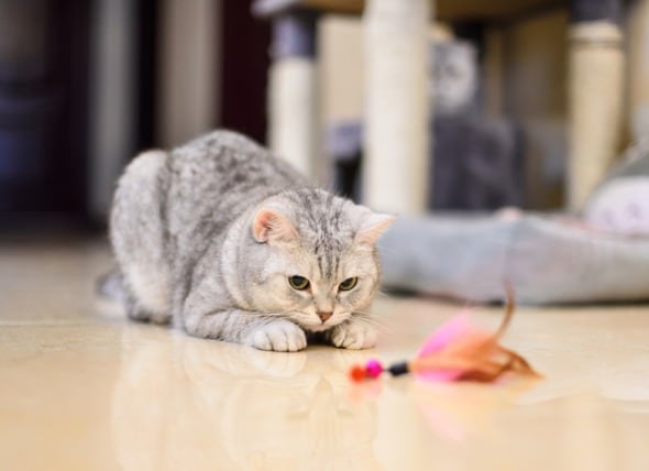 cats playing with toys