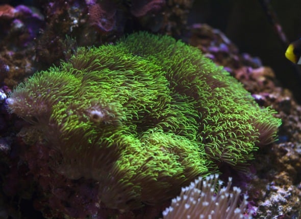 Star Polyps