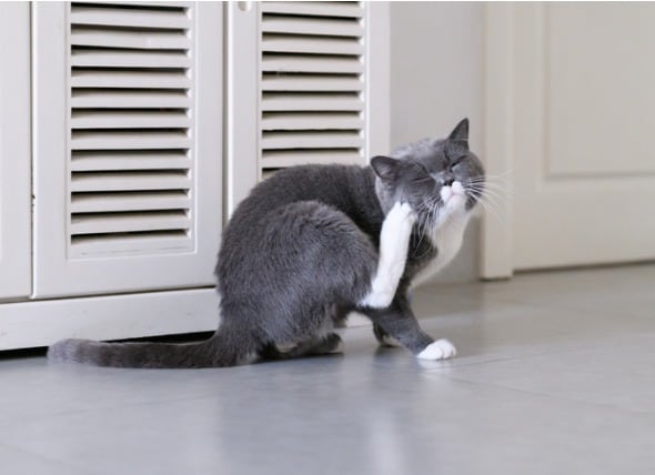 cat losing hair on one side of body