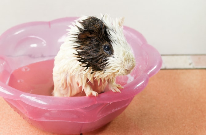 How to Groom a Guinea Pig at Home