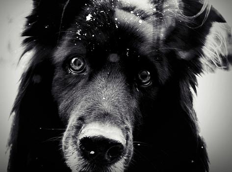 Cute Dog Pictures Black And White