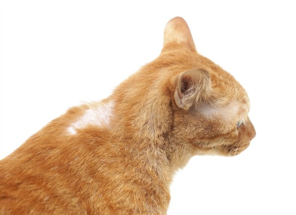 Hair Loss Related to Cancer in Cats | PetMD