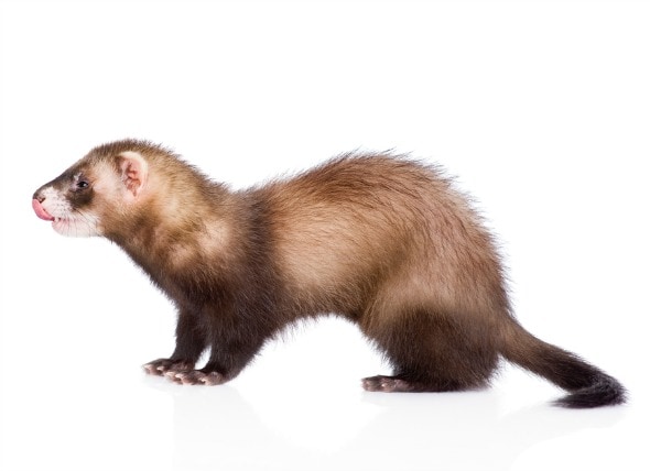 Hair Loss in Ferrets | PetMD