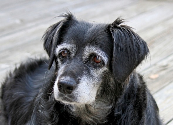 dog dementia natural treatment