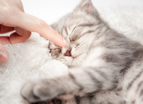 Cat Behavior Why Do Cats Rub Against You Petmd