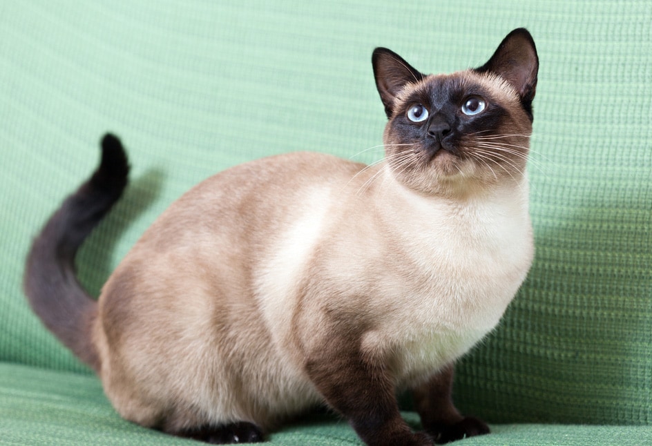 49 HQ Images Siamese Cat Lifespan / Siamese - Price, Personality, Lifespan