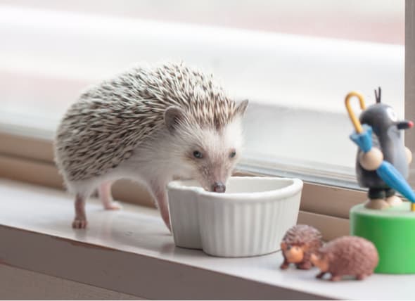 hedgehog pets kids