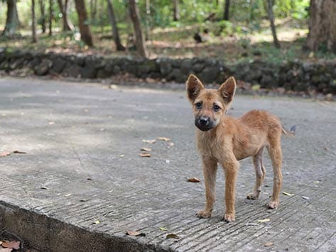 taking in stray dog