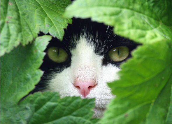 herbs to calm cats