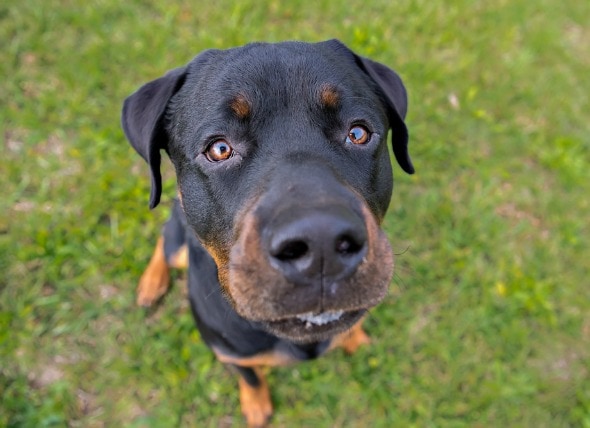 High Cholesterol In Dogs Petmd