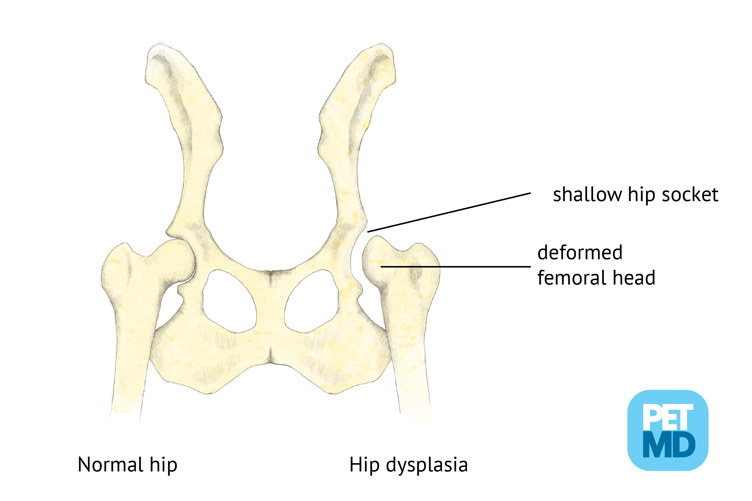 do mastiffs have hip problems