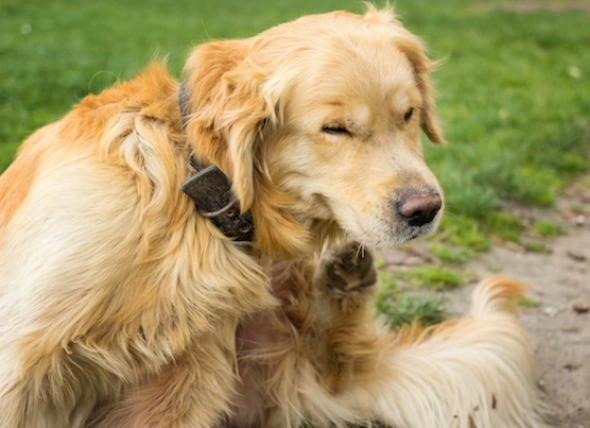 benadryl for swelling in dogs