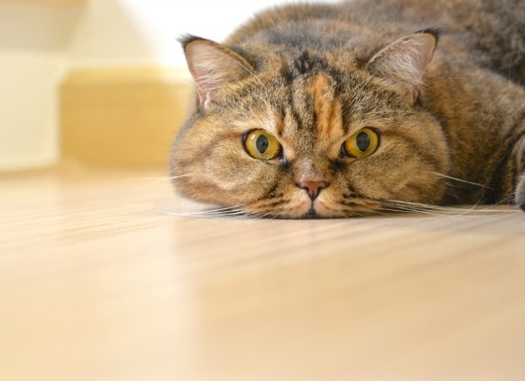 Can You Put Vaseline On A Cat S Bottom 4 Common Home Remedies For Your Cat Petmd