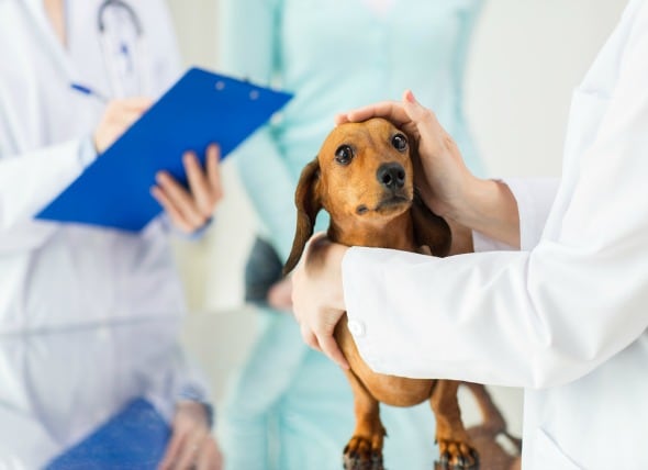 Getting A Second Opinion How To Do It Without Breaking The Bank Or Offending Your Vet Petmd