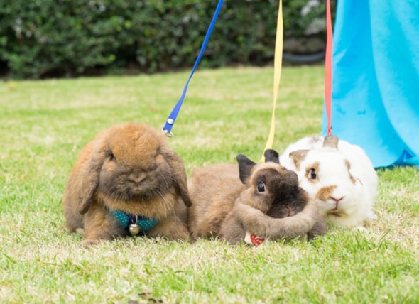 How to Leash Train a Pet Rabbit