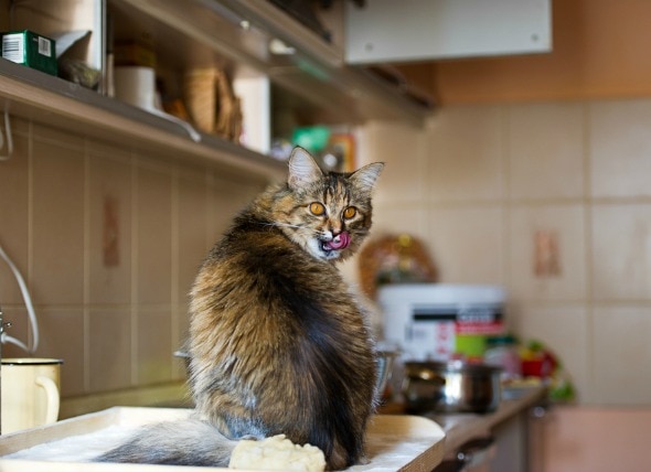 How To Get Your Cat To Stay Off The Kitchen Counter