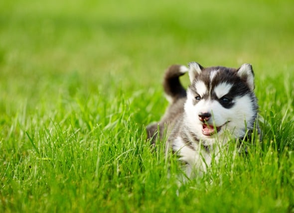 puppy eating poop uk