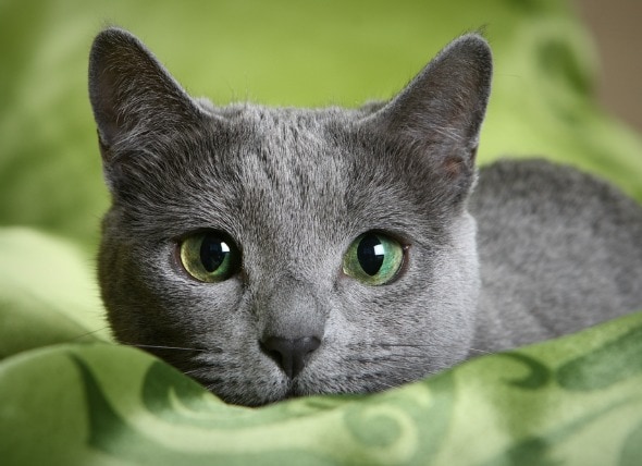 Khaleesi's Cats Hypoallergenic-cat-breeds